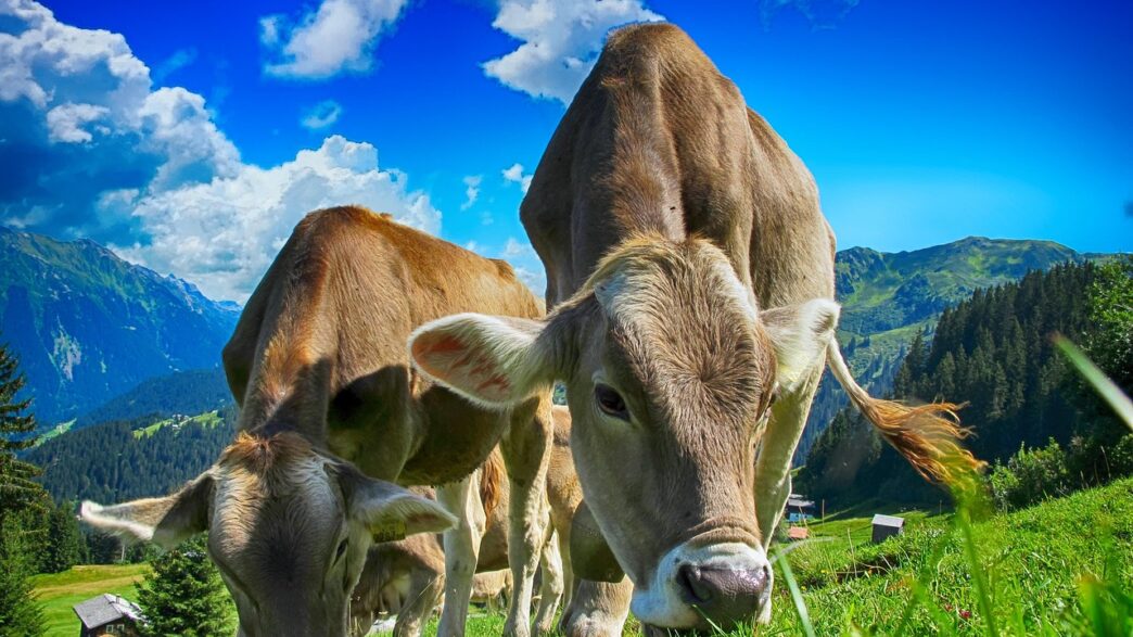 cows