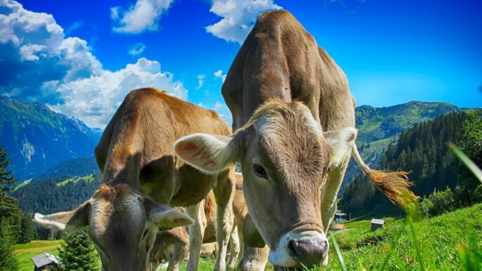 cows